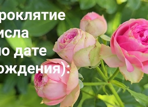🃏 Гадание на магическое число