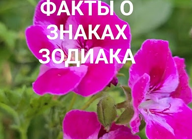 Интересные гороскопы и астрология